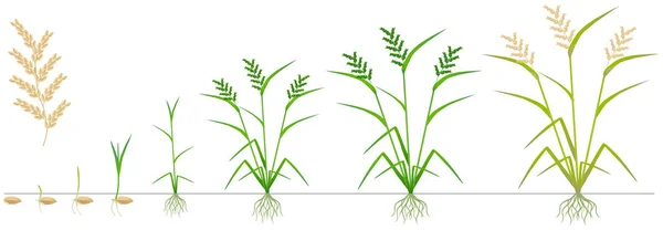 Ciclo Crescita Una Pianta Riso Uno Sfondo Bianco — Vettoriale Stock