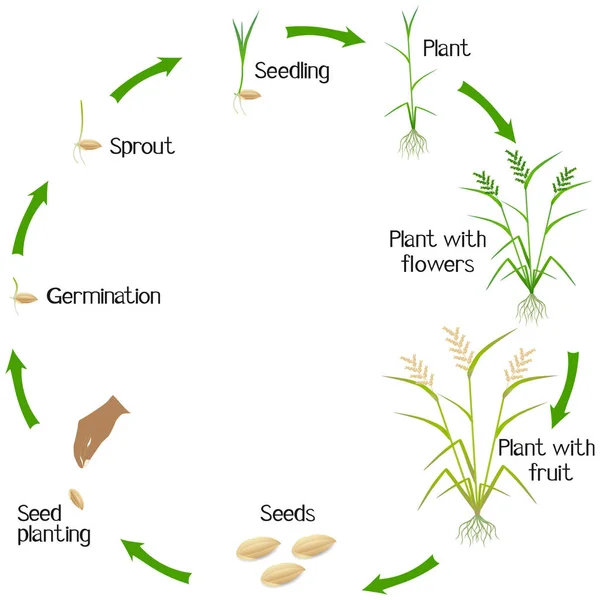 Beyaz Zemin Üzerinde Bir Pirinç Bitkinin Yaşam Döngüsü — Stok Vektör