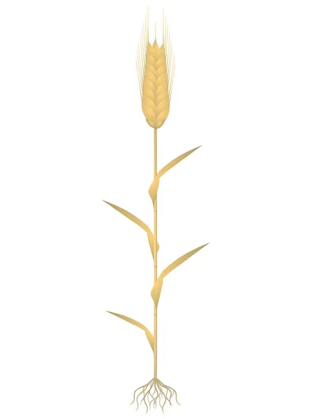 Φυτό Σίκαλη Ρίζες Που Απομονώνονται Λευκό Φόντο — Διανυσματικό Αρχείο