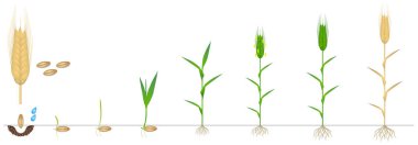 Beyaz zemin üzerinde bir çavdar bitkinin büyüme döngüsü.