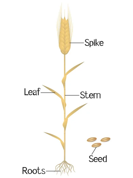 Teile Der Roggenpflanze Isoliert Auf Weißem Hintergrund — Stockvektor