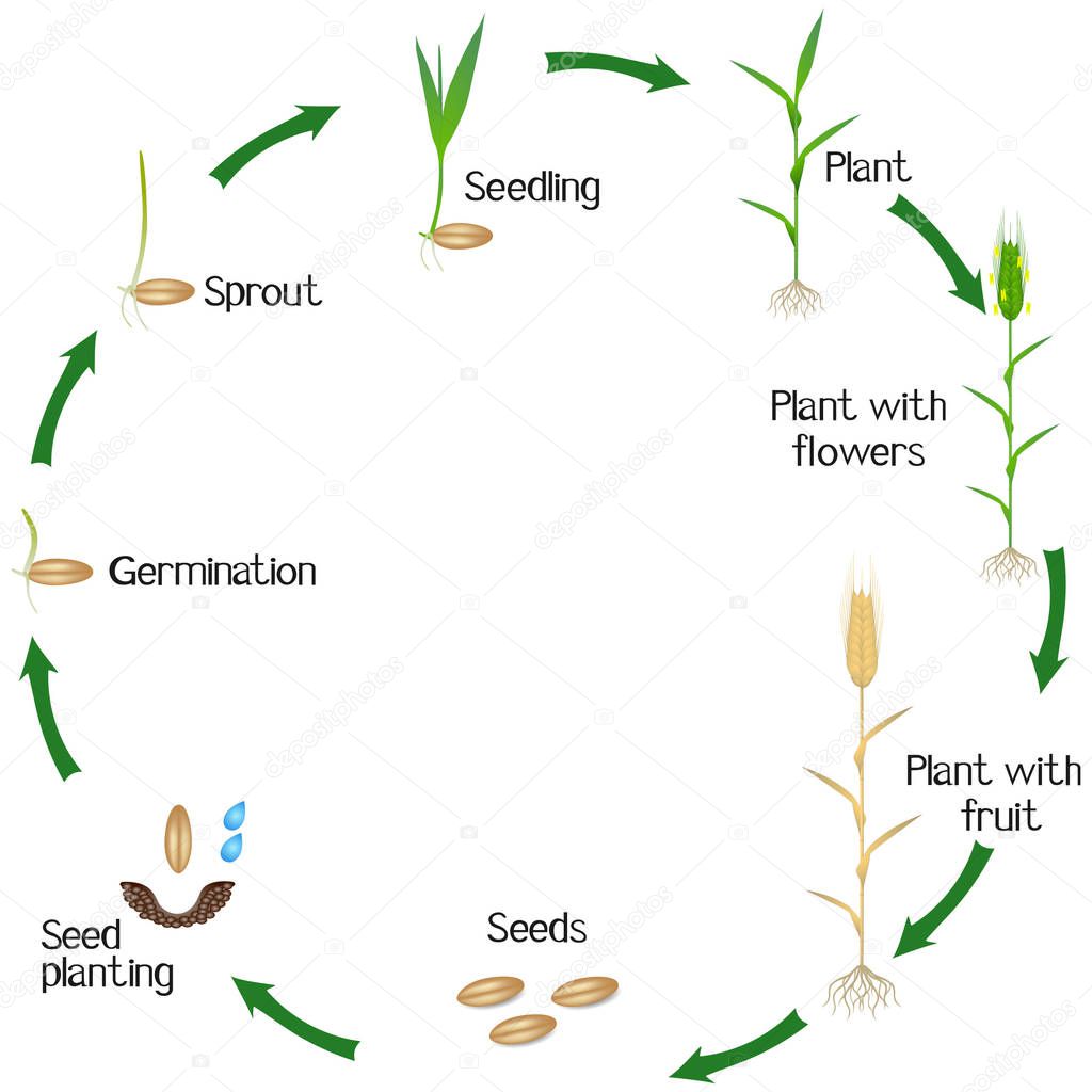Life cycle of a rye plant on a white background.