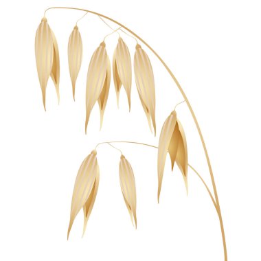 Yulaf spike veya beyaz arka plan üzerinde izole kulaklar.