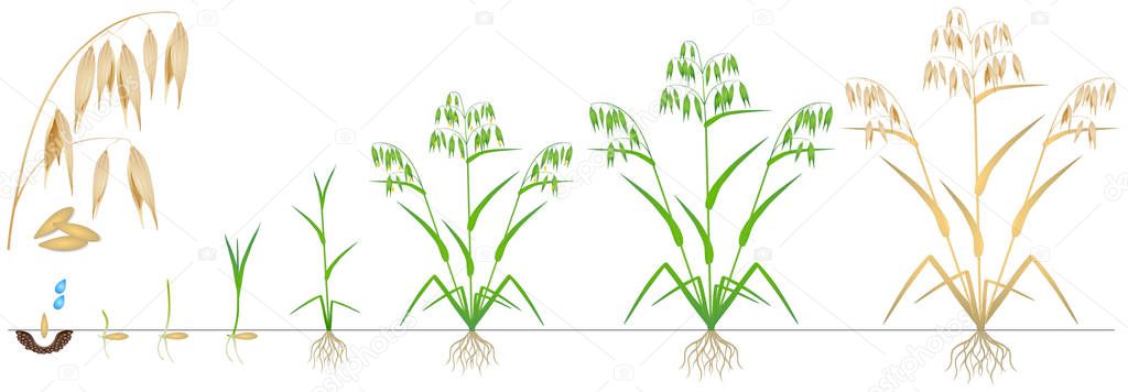Cycle of growth of a oat plant on a white background.