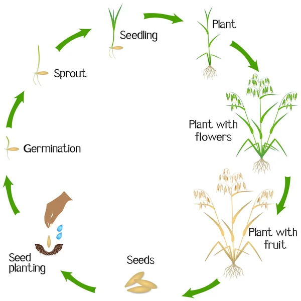 Livscykeln För Havre Växt Vit Bakgrund — Stock vektor