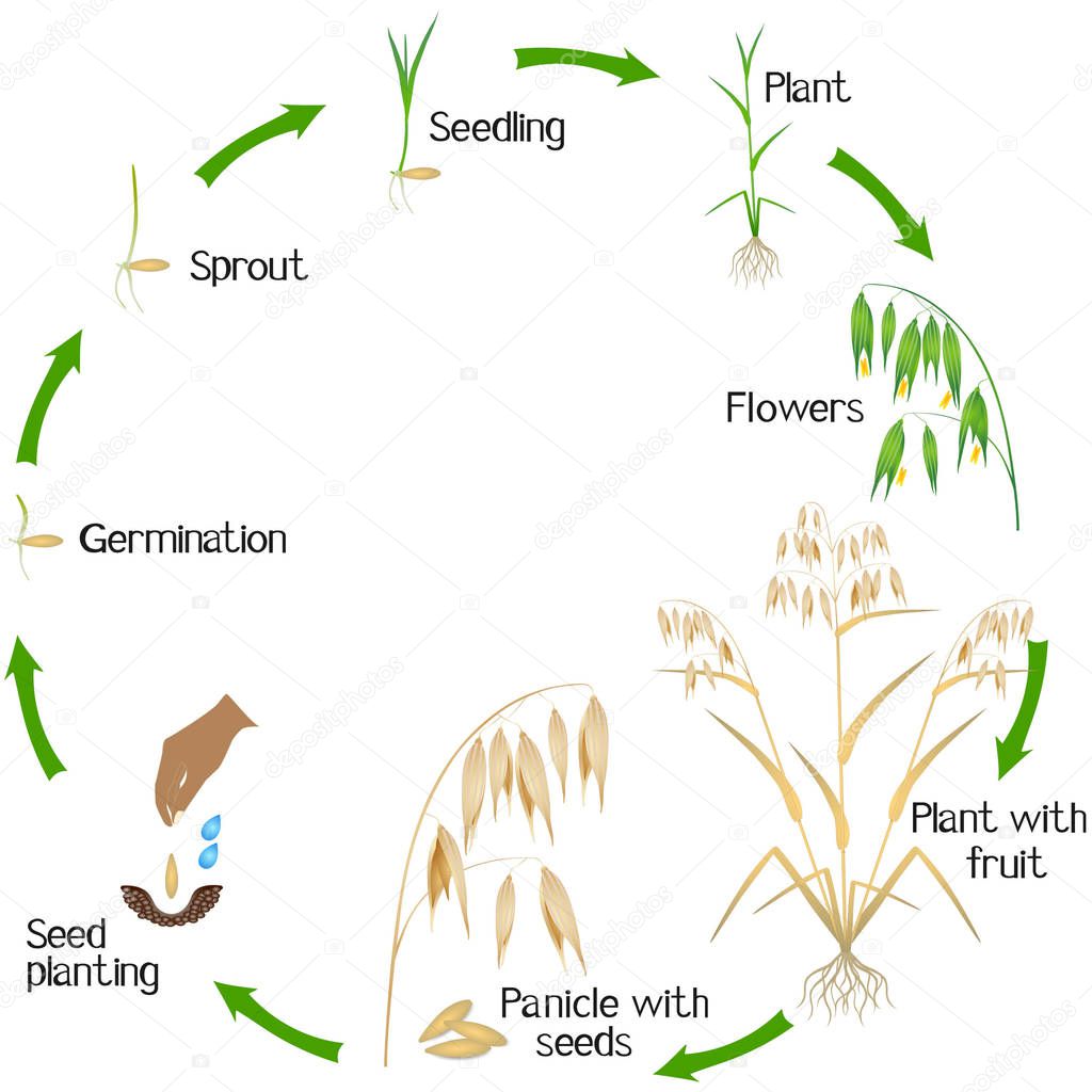 Cycle of a oat plant growth isolated on white background.
