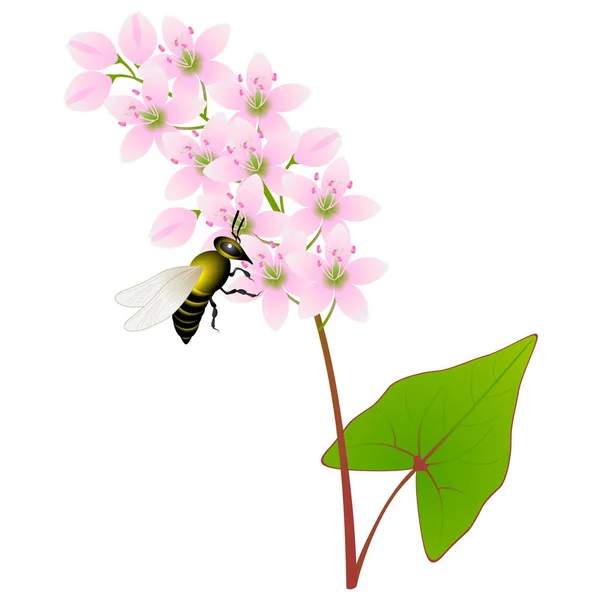 Flores Trigo Sarraceno Con Una Abeja Sobre Fondo Blanco — Vector de stock