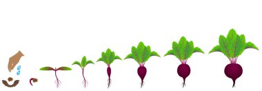 Stages of growth of red beet on a white background. clipart