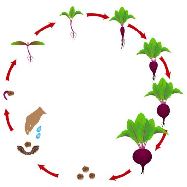 Growth stage of red beet is isolated on a white background. clipart