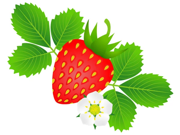 Ripe Strawberries Flower Leaves White Background — Stock Vector