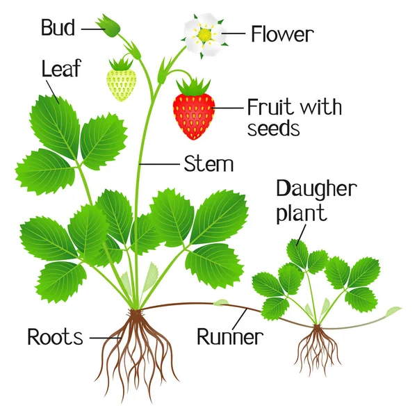 Illustration Showing Parts Strawberry Plant — Stock Vector