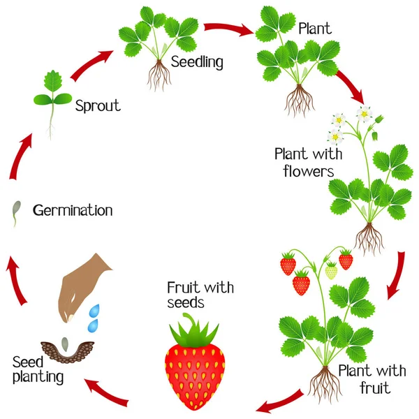 Ciclo Vida Una Planta Fresa Sobre Fondo Blanco — Vector de stock