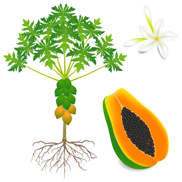 Része Papaya Növény Fehér Alapon — Stock Vector