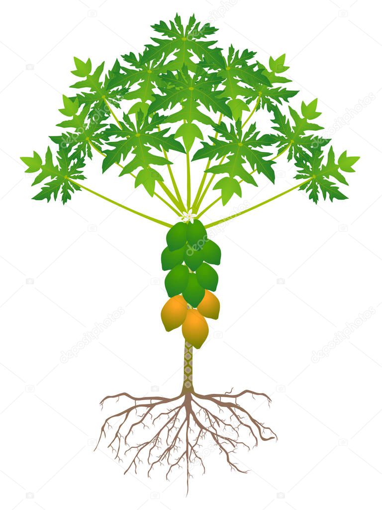 Papaya Tree Roots Fruits Isolated White Background — Stock Vector © ZAQzaq81 #225501046