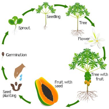 Beyaz arka plan üzerinde izole bir papaya bitki büyüme döngüsü.