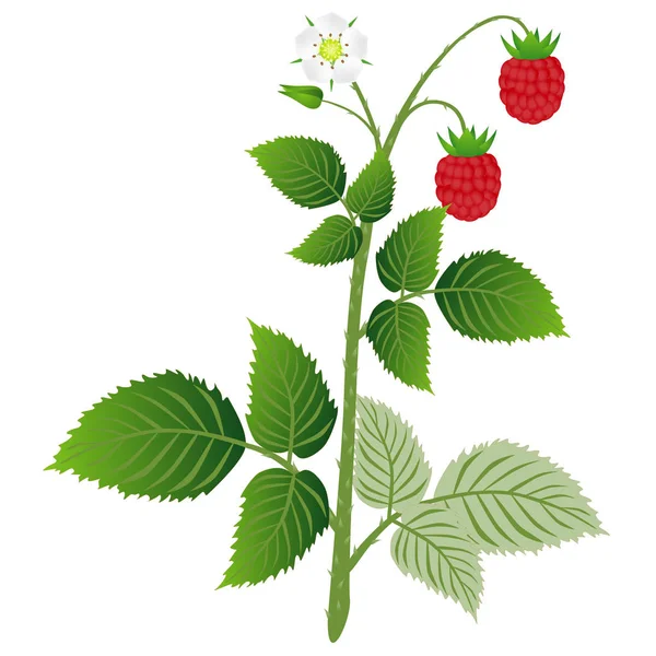 Raspberry Plant Leaves Berries Flower Isolated White Background — Stock Vector