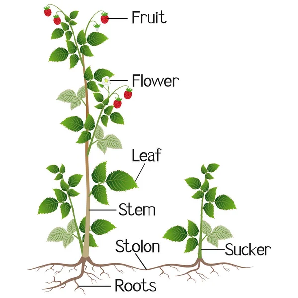 Delen Van Raspberry Plant Geïsoleerd Witte Achtergrond — Stockvector