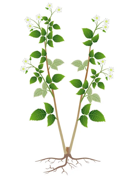Floreciente Arbusto Frambuesa Con Raíces Aisladas Sobre Fondo Blanco — Vector de stock