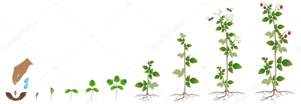 The growth cycle of raspberry seed on a white background.