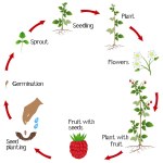 Life Cycle Strawberry Plant White Background Stock Vector Image by ...