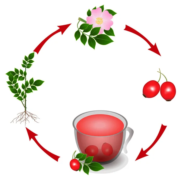 Ciclo Planta Rosa Mosqueta Una Taza Las Bayas — Vector de stock