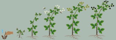 Tasarım öğesi bir blackberry bitkinin büyüme döngüsü.