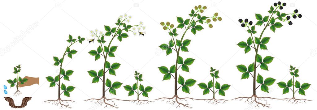 Blackberry plant growth cycle on a white background.