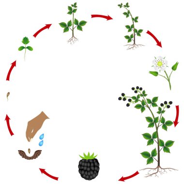 Beyaz arka plan üzerinde izole bir blackberry bitki büyüme döngüsü.