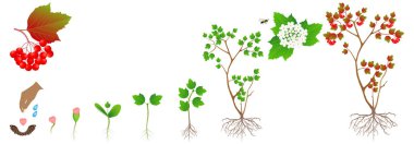 Beyaz zemin üzerinde bir kartopu bitkinin büyüme döngüsü.