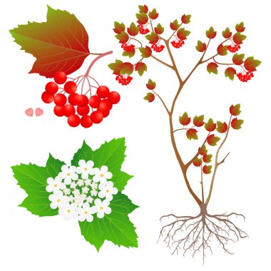 Beyaz zemin üzerinde bir kartopu bitki parçası.