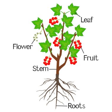 Frenk üzümü bölümlerini gösteren bir resim.