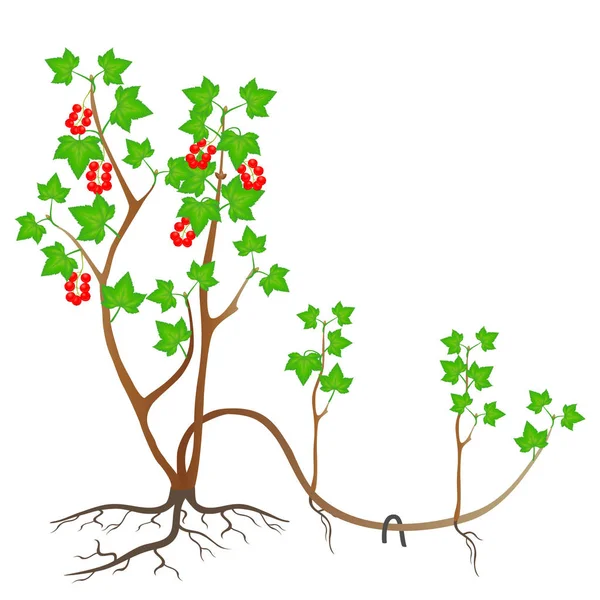 Αναπαραγωγή Του Φυτού Κόκκινη Σταφίδα Από Στρώματα Λευκό Φόντο — Διανυσματικό Αρχείο