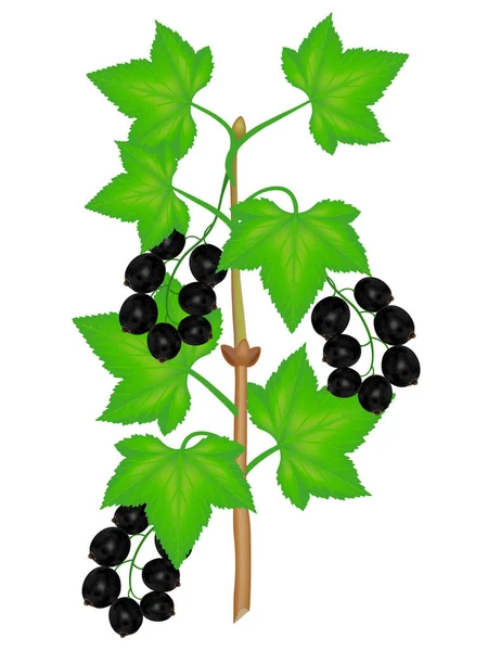 Ramo Ribes Nero Con Bacche Foglie Sfondo Bianco — Vettoriale Stock