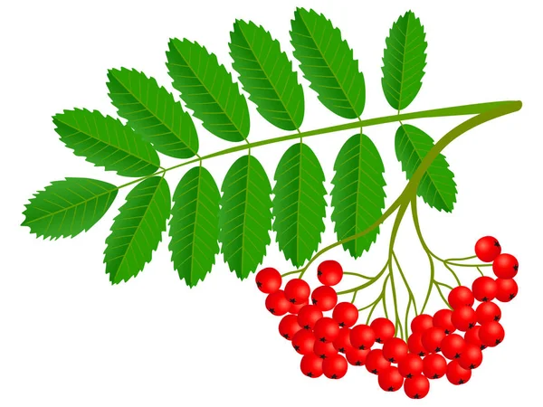 Clúster Ashberry Con Bayas Rojas Hojas Verdes Aisladas Sobre Fondo — Vector de stock