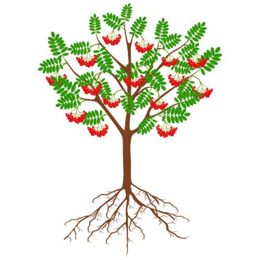 Çilek ve kökleri beyaz bir arka plan üzerinde kırmızı rowan.