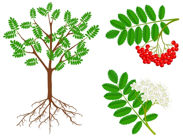 Εικόνα Δείχνει Μέρη Του Φυτού Της Κόκκινο Rowan — Διανυσματικό Αρχείο