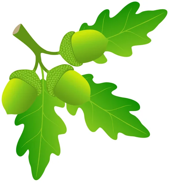 Ветка Зелеными Дубовыми Листьями Желудями Белом Фоне — стоковый вектор