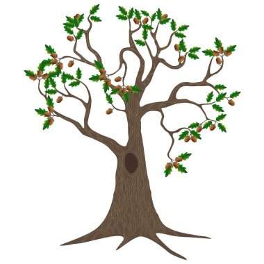 Yaprakları ve beyaz bir arka plan üzerinde izole meşe palamutları meşe ağacı.