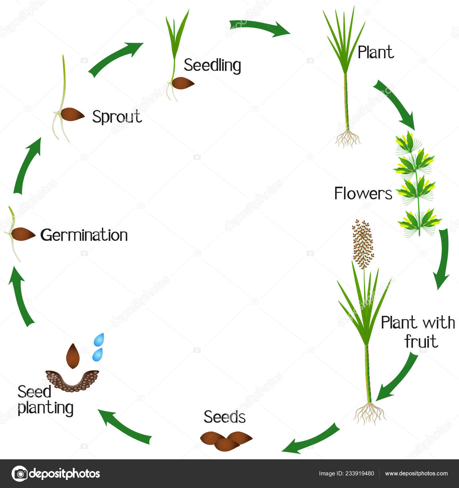 Life Cycle Sugar Cane Plant White Background — Stock Vector © ZAQzaq81