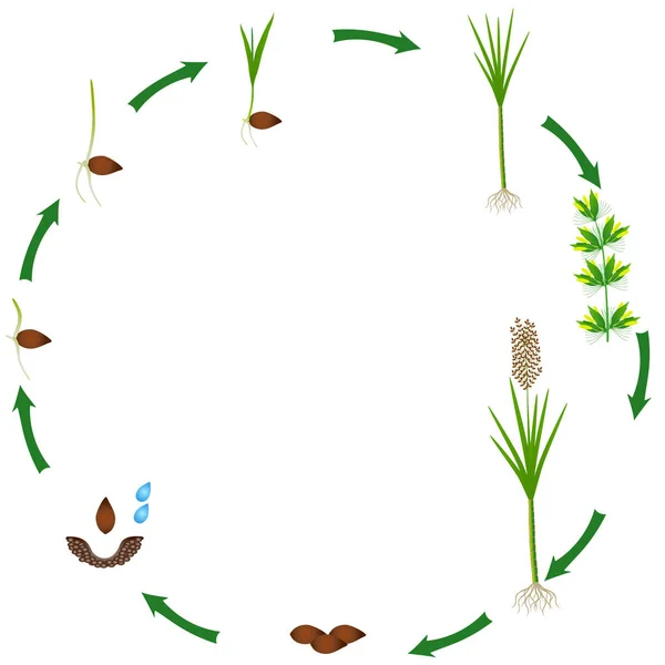 Cykeln Sockerrör Växternas Tillväxt Isolerad Vit Bakgrund — Stock vektor
