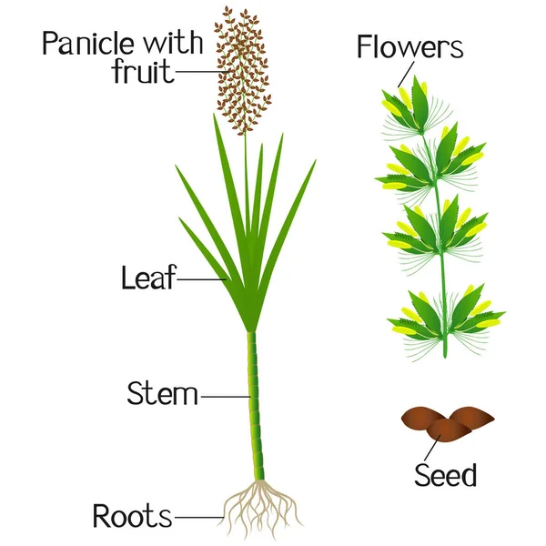 Μια Εικόνα Που Δείχνει Τμήματα Ενός Φυτού Ζάχαρη Από Ζαχαροκάλαμο — Διανυσματικό Αρχείο