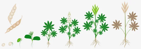 Beyaz Bir Arka Plan Üzerinde Beyaz Kurt Bitki Büyüme Döngüsü — Stok Vektör