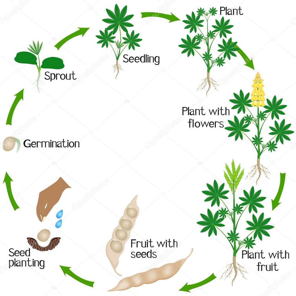 Cycle of growth of yellow lupine plant on a white background.