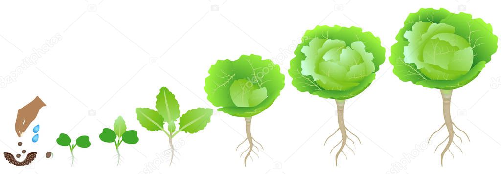 Cycle of growth of a cabbage plant on a white background.