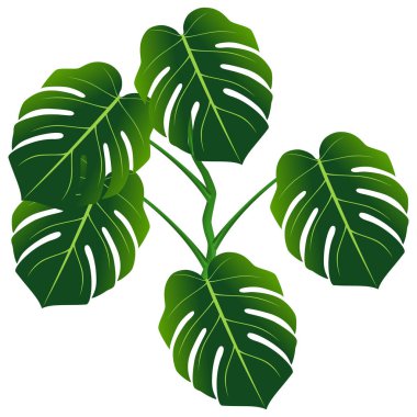 Canavarın koyu yeşil yaprakları veya bölünmüş yapraklı filodendron (Canavar deliciosa)).