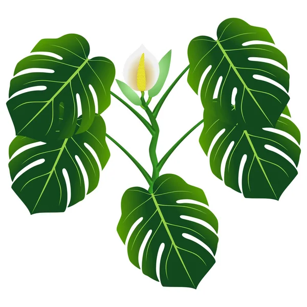 Flores Hojas Verdes Monstera Filodendro Hoja Partida Monstera Deliciosa — Vector de stock