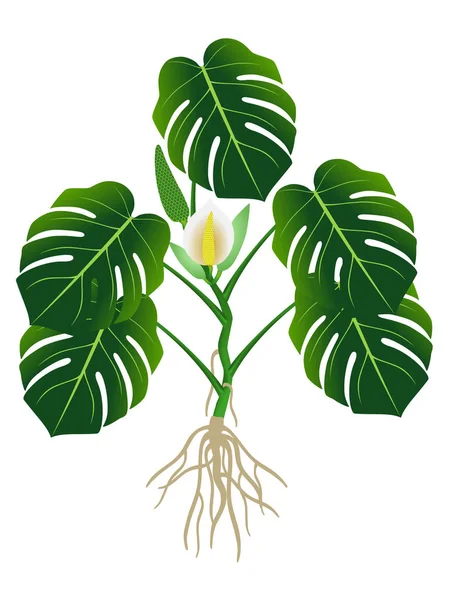 Planta Com Raízes Flores Folhas Verdes Monstera Philodendron Folha Dividida — Vetor de Stock