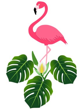Pembe flamingo ve monstera veya bölünmüş yaprak bitkiyi (Monstera deliciosa).