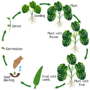 Beyaz bir arka plan üzerinde monstera veya bölünmüş yaprak bitkiyi (Monstera deliciosa) bitki yaşam döngüsü.