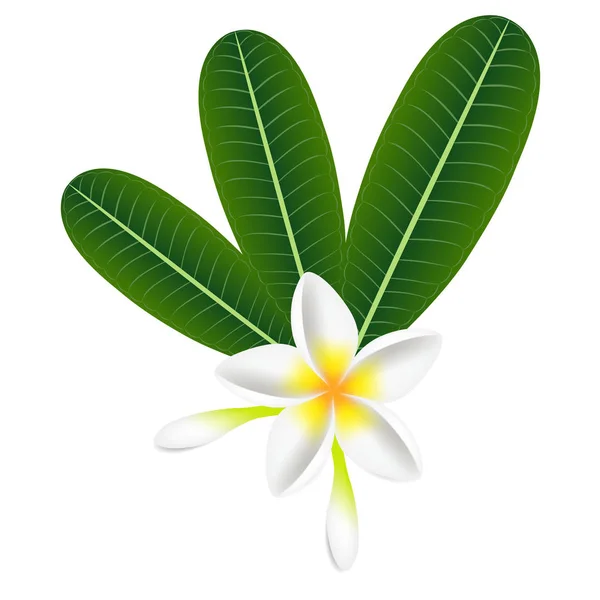 Tropische Bloemen Frangipani Plumeria Met Bladeren Geïsoleerd Een Witte — Stockvector